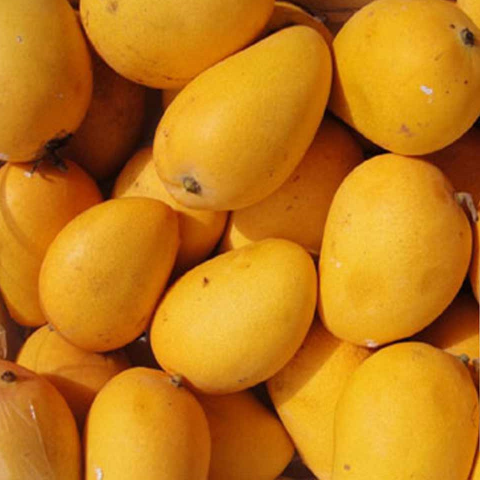 Rasalu Mangoes