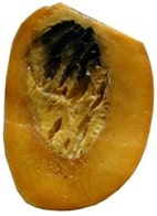 Large area of spongy tissue